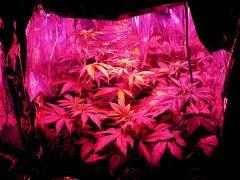 Les 9 white skunk