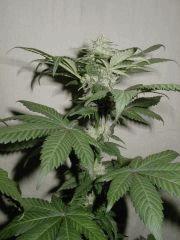 White skunk J+67 environs