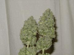2 ws