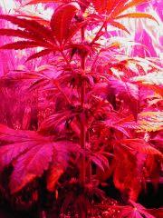 un ob white skunk qui va envoyer du lourd ^^