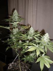 IMGP0860