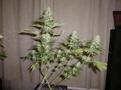 IMGP0849