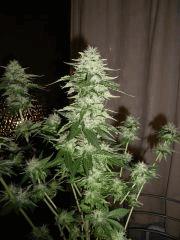 IMGP0875
