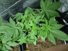 IMGP0922