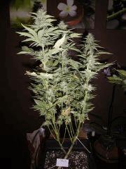 IMGP0863