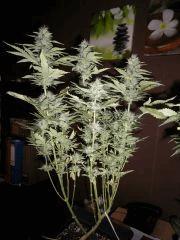 IMGP0854