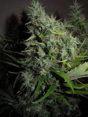 7 très jolie Bud