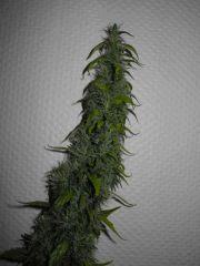 8 Bud