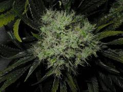6 Bud