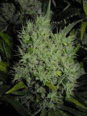 6 joliee Bud