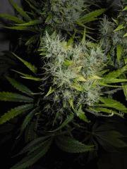 7 jolie Bud