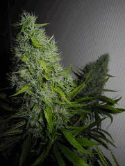 9 Bud 9