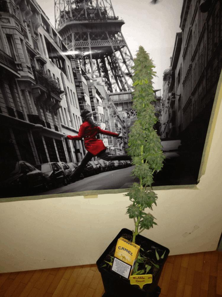 One Bud avec (test roulement)