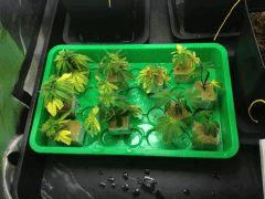 Mes futures OneBud