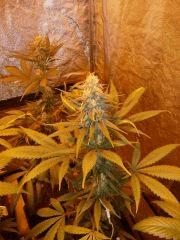 BubbleGum FLO+35