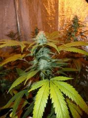 Onebud de bubbleGum
