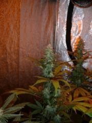 Onebud BubbleGum FLO+35