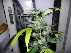 BubbleGum OneBud Flo+35