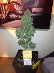 Bubblegum MUSCU de loin