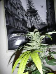 BubbleGum OneBud Flo+35 en dehors de la box ;-)