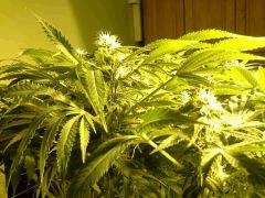Scrog Early Skunk CRO+56 - PréFlo+8 - FLO+28 - Les buds