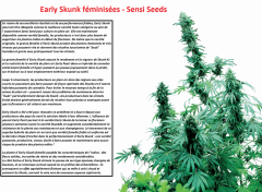 Early Skunk