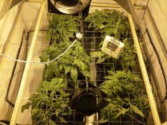 Early Skunk C+32 - Mise en place du scrog