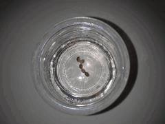 Graines Early Skunk féminisées de chez Sensi Seeds en réhydratation