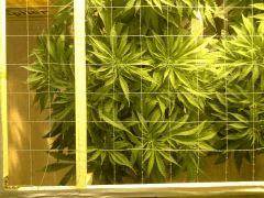 Scrog Early Skunk - C+52 - 2