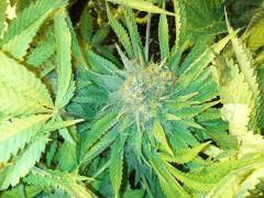 Scrog Indoor - CRO+56 - PréFlo+8 - FLO+77