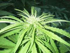 Early Skunk Outdoor 2013