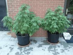 Session Outdoor - Early Skunk CRO+130