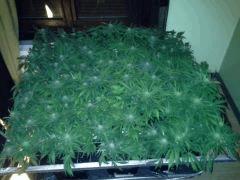 Scrog Early Skunk CRO+56 - PréFlo+8 - FLO+20