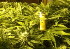 Scrog Early Skunk - CRO+56 - PréFlo+8 - FLO+24