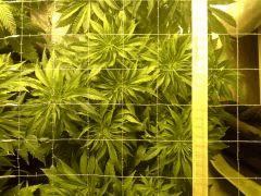 Scrog Early Skunk - C+52 - 3