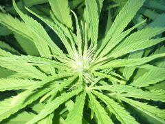 Session Outdoor - Early Skunk CRO+135 FLO+15