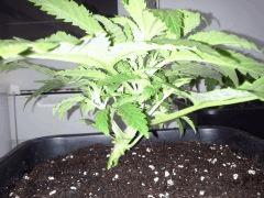 Early Skunk 11 litres - 2