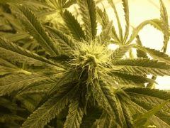 Scrog Early Skunk - CRO+56 - PréFlo+8 - FLO+24 - Les buds se rejoignent