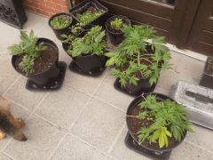 Les fifilles outdoor Early Skunk - C+43