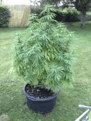 Session Outdoor - Early Skunk CRO+130