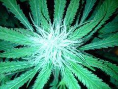 Scrog Early Skunk CRO+56 - PréFlo+8 - FLO+20