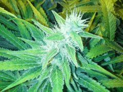 Scrog Early Skunk CRO+56 - PréFlo+8 - FLO+42