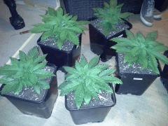Les fifilles Early Skunk à C+23