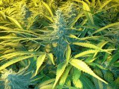 Scrog Early Skunk CRO+56 - PréFlo+8 - FLO+42
