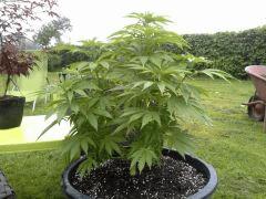 Session Outdoor Early Skunk CRO+82