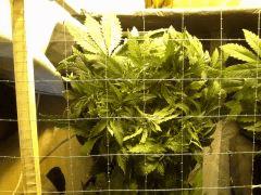 Early Skunk C+37 - 6
