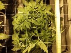 Early Skunk C+32 - 1