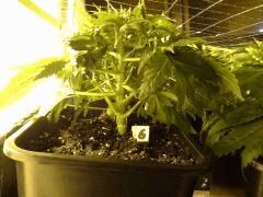Early Skunk C+37 - 6