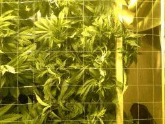 Le scrog - Early Skunk C+45 - 3