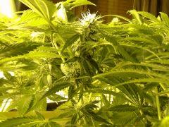 Scrog Early Skunk CRO+56 - PréFlo+8 - FLO+20